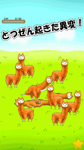 羊駝兄貴