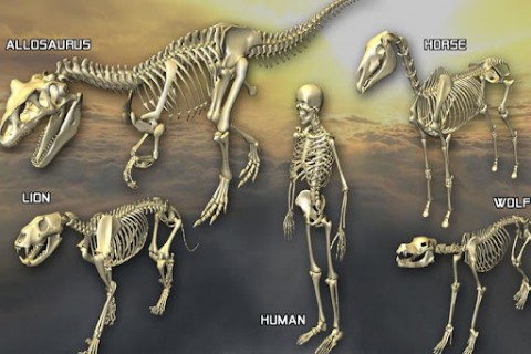 3D骨骼拆解