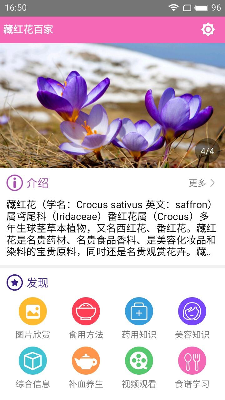 藏紅花百家