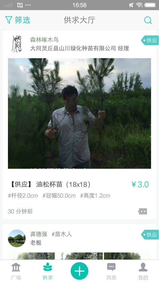 宜良苗木