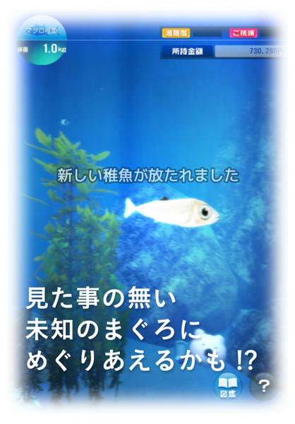 金槍魚養殖