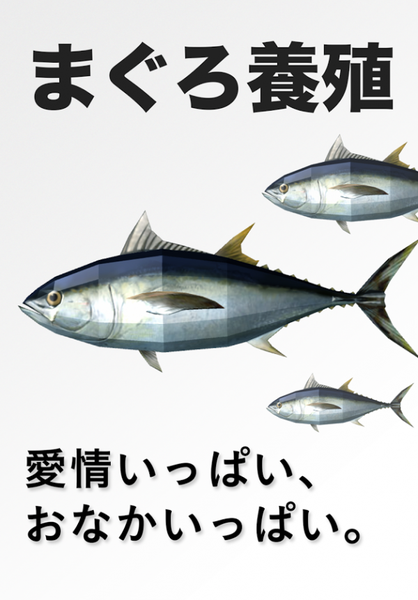金槍魚養殖