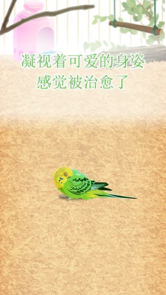治愈的鸚鵡育成游戲