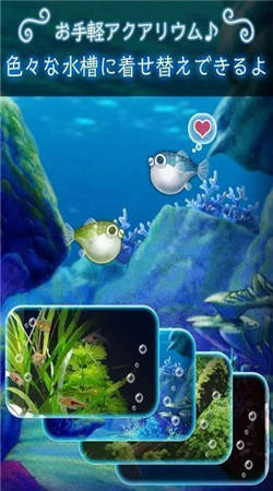 我的河豚魚水族館