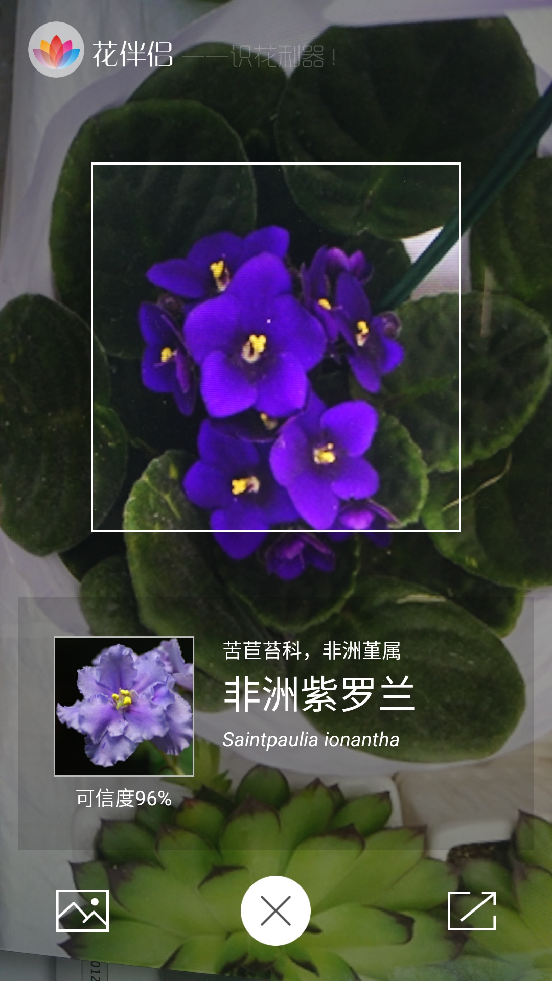 花伴侶