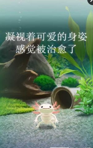 治愈的蠑螈養成
