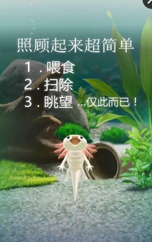 治愈的蠑螈養成