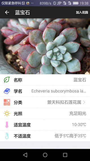 愛花草