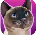 猫咪宾馆