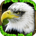 老鷹模擬器