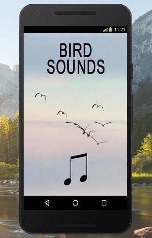 鳥聲音