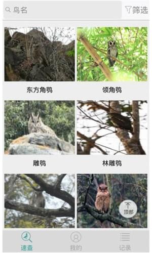 鳥(niǎo)類識(shí)別