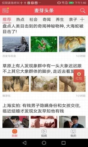 麥芽頭條