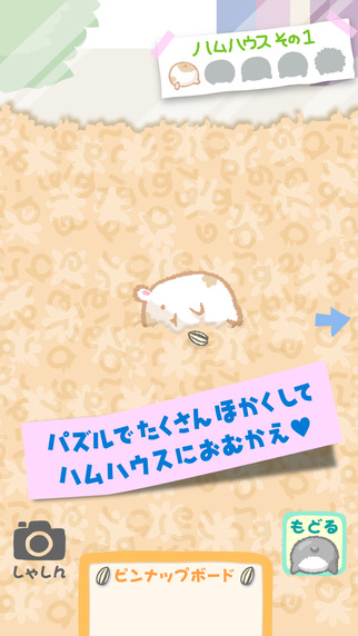 哈姆屁屁大師