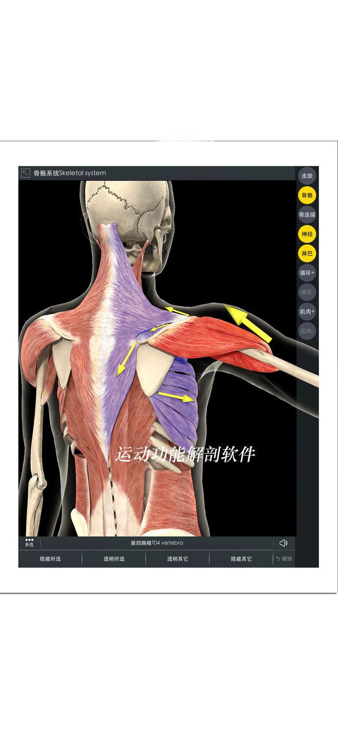 3Dbody