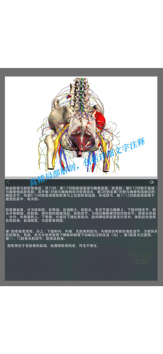 3Dbody