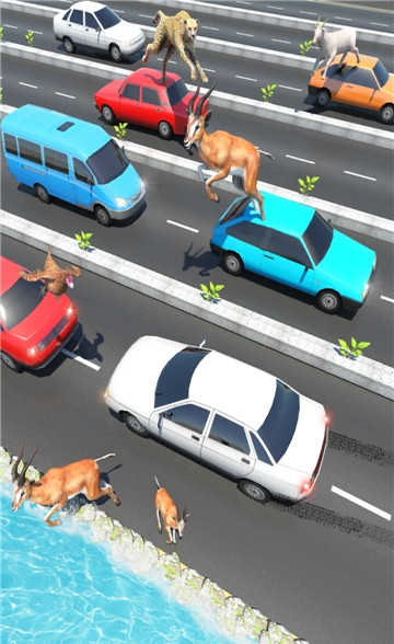 公路上的動(dòng)物