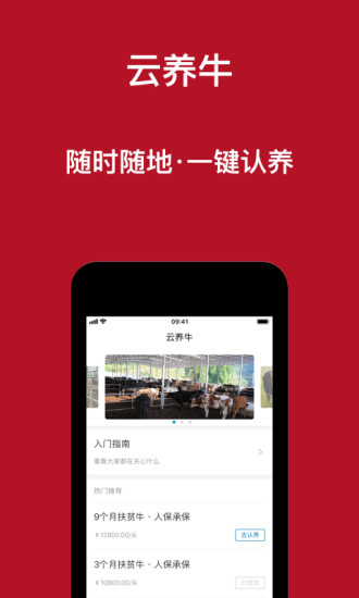 云養牛
