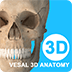 維薩里3D解剖