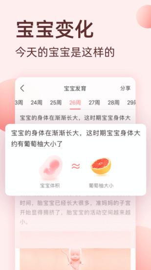 柚寶寶孕育