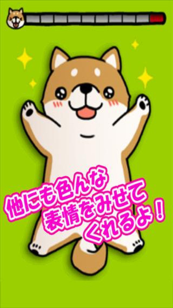 治愈萌柴犬