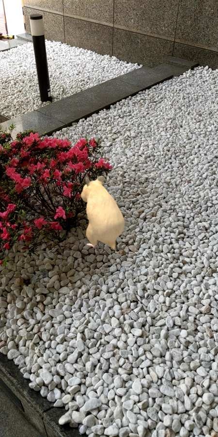 我的倉鼠