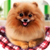 寵物狗生活模擬