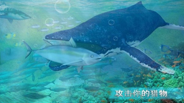 全民養(yǎng)鯨魚