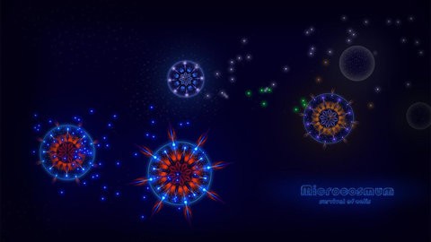 microcosmum