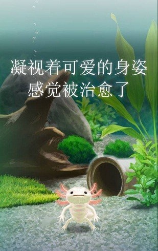 治愈的蠑螈育成