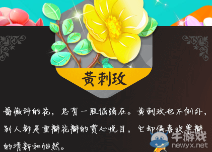 《QQ飛車》黃刺玫介紹