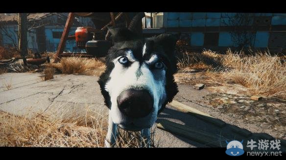 《輻射4》高清哈士奇狗肉皮膚MOD使用教程