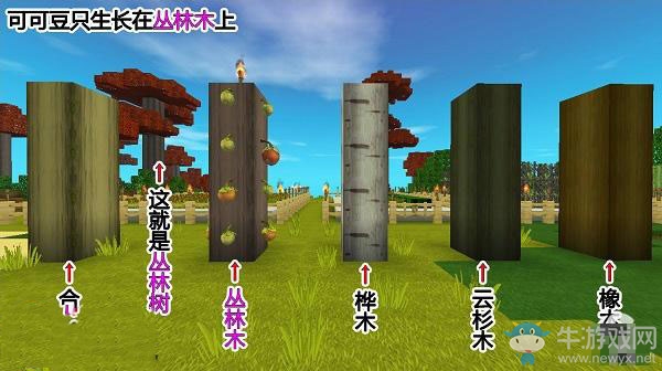 《迷你世界》可可豆種植方法