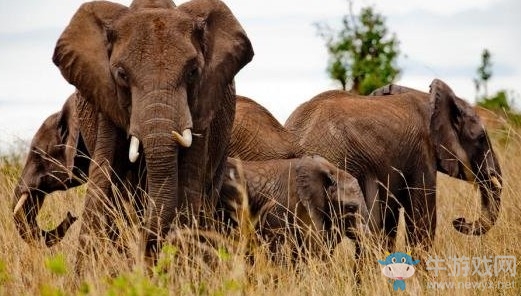 《荒野大鏢客2》生存大師挑戰任務一覽