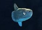 《少女前線》家具水族館介紹
