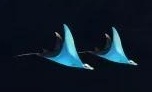 《少女前線》家具水族館介紹