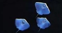 《少女前線》家具水族館介紹