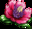 《FFBE》奧澤塔圖鑒