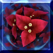 《FGO》艾蕾什基伽爾怎么樣