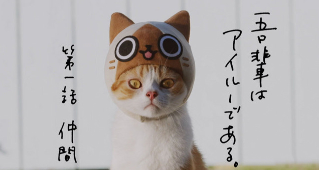 《貓貓村DX》Web CM公開：真貓出演萌翻全場