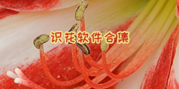 識花軟件合集
