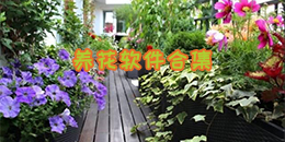 養(yǎng)花軟件合集