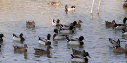 養(yǎng)鴨賺錢的游戲合集