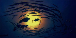 海洋探索手游合集