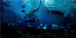 深海恐怖手游合集