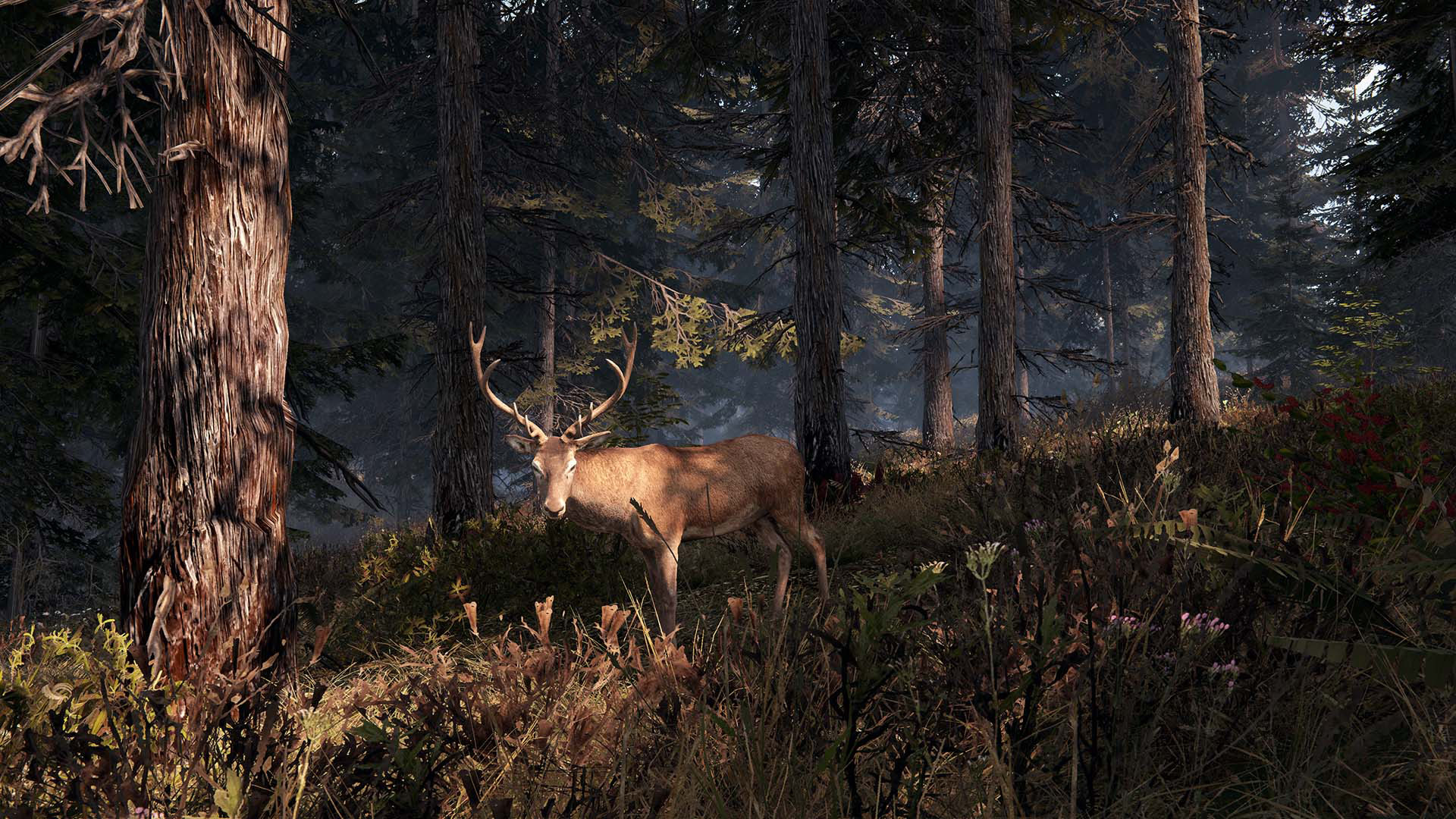 這片土地是我的土地