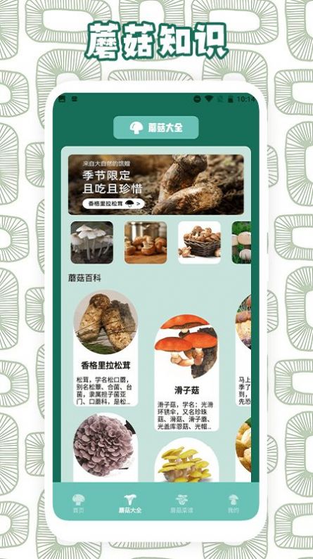 蘑菇識別助手