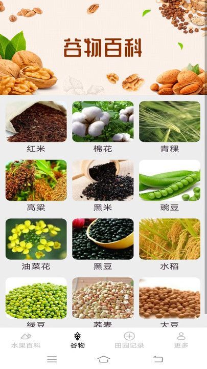 掌上果果多