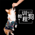 訓狗教程大全