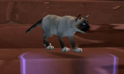 《魔獸世界》寵物黑尾白貓獲取攻略